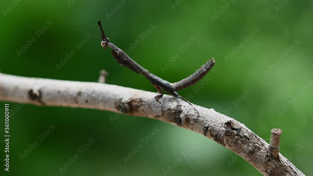 Praying Mantis, Phyllothelys sp.; standing on a dried twig pretending to be a part of it while looking to the left then turns its head and shakes its body a little. Praying Mantis, Phyllothelys sp.; standing on a dried twig pretending to be a part of it while looking to the left then turns its head and shakes its body a little.