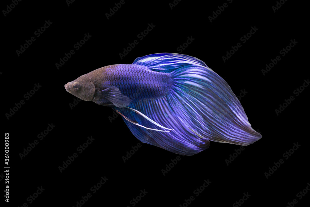 Betta Blue Veiltail VT Male or Plakat Fighting Fish Splendens on