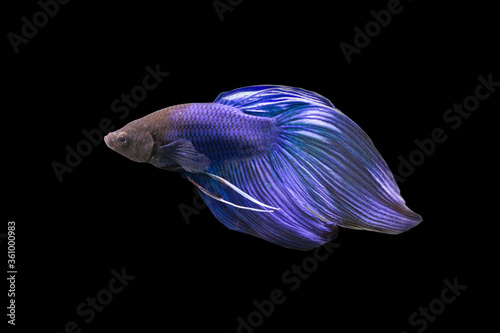 Betta Blue  Veiltail VT Male or Plakat Fighting Fish Splendens on Black Background.