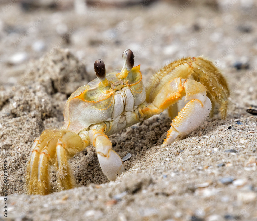 Atlantic ghost crab digging the hole in the sand beach, Galveston, Texas. Atlantic ghost crab digging the hole in the sand beach, Galveston, Texas.