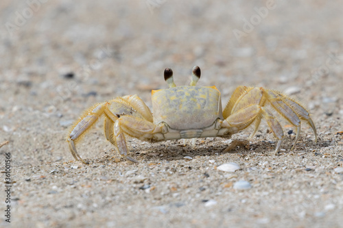Atlantic ghost crab (Ocypode quadrata) on the beach