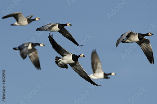 Barnacle geese (Branta leucopsis) in flight in their habitat in Denmark