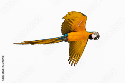 Guacamayas en Caracas 67