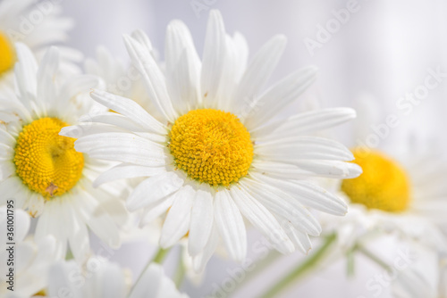 daisies white flowers background