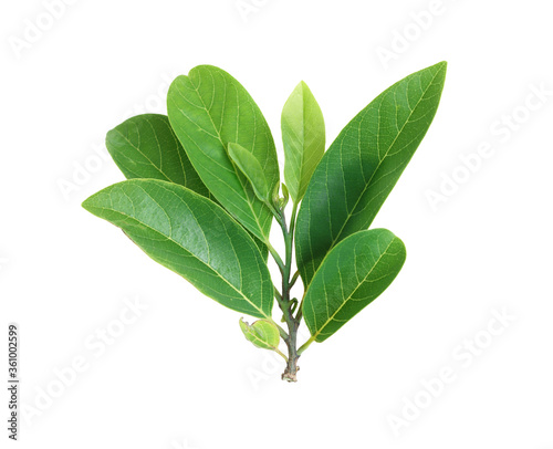 The top of the leaves are isolated on a white background