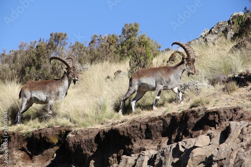 Fototapet Pyrenean ibexes climbing up the rocky hill covered in the grass at daytime