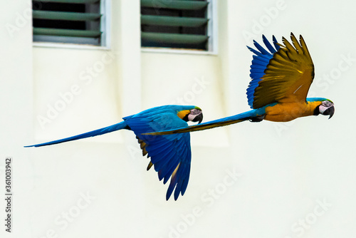 Guacamayas en Caracas 51