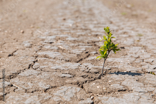 A green sprout sprouts from dry, cracked earth. The lack of rain, a global natural disaster. Global warming concept.