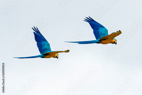 Guacamayas en Caracas 45