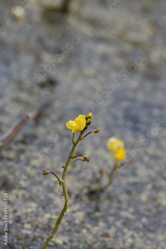 small water orchids