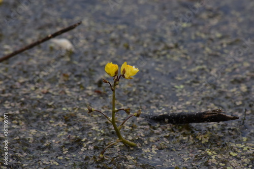 small water orchids