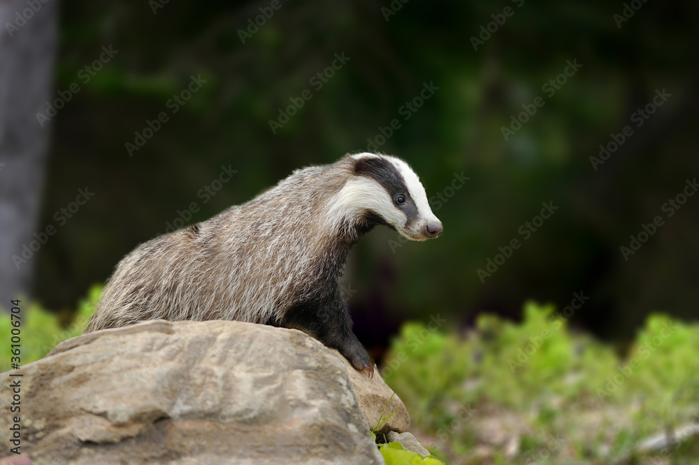 Badger on stone in forest, animal in nature habitat Badger on stone in forest, animal in nature habitat