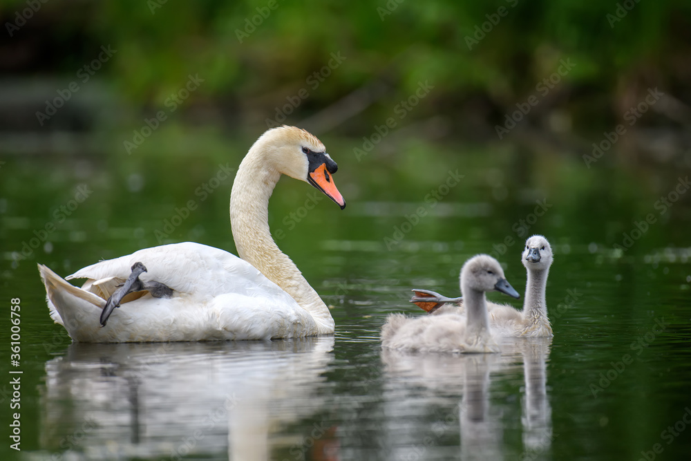 Mute swan Cygnus olor with baby. Cygnets on summer day in calm water. Bird in the nature habitat Mute swan Cygnus olor with baby. Cygnets on summer day in calm water. Bird in the nature habitat