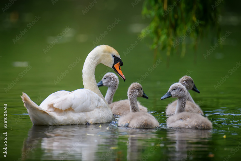 Fototapeta premium Mute swan Cygnus olor with baby. Cygnets on summer day in calm water. Bird in the nature habitat