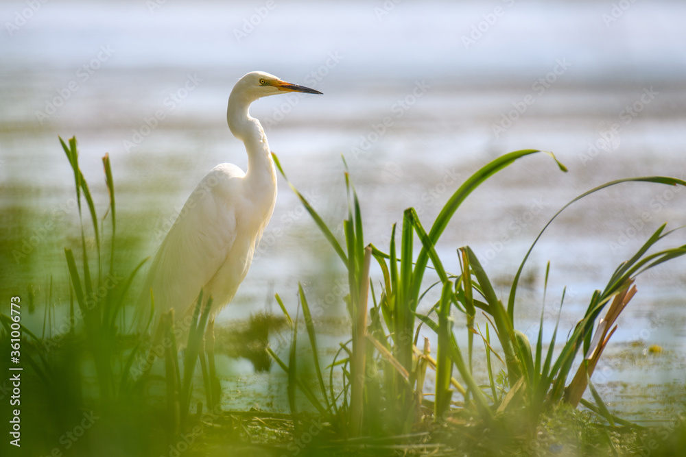 White heron, Great Egret. Water bird in the nature habitat. Wildlife scene White heron, Great Egret. Water bird in the nature habitat. Wildlife scene
