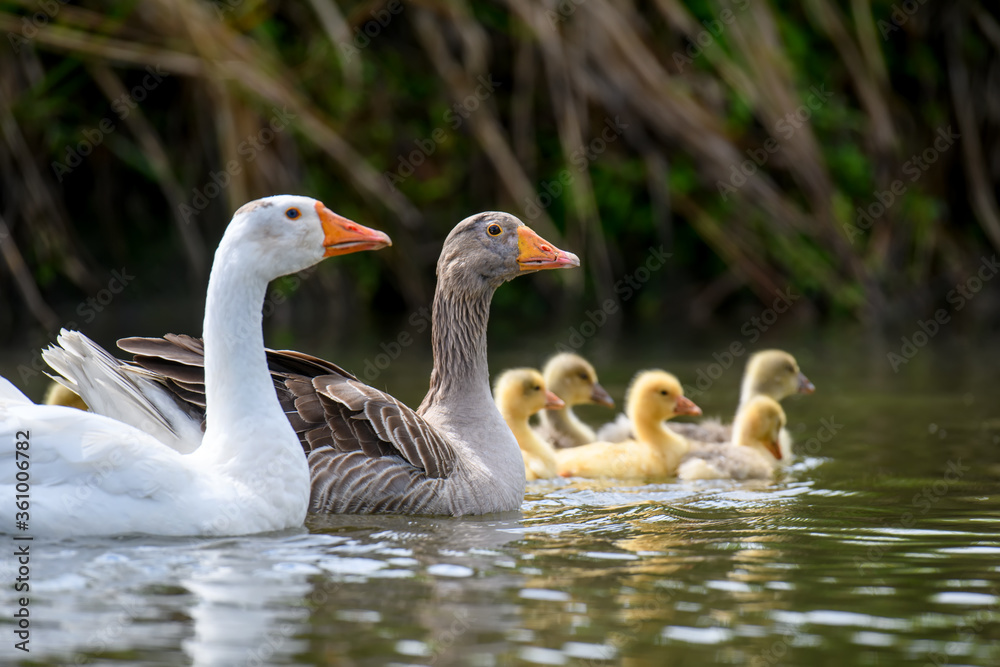 Two geeses with gosling on the shore river in the springtime Two geeses with gosling on the shore river in the springtime