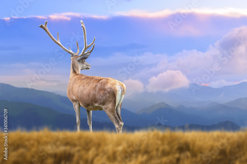 Deer on mountain background in summer time