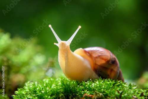 Giant snail (Achatina fulica) crawling on green moss