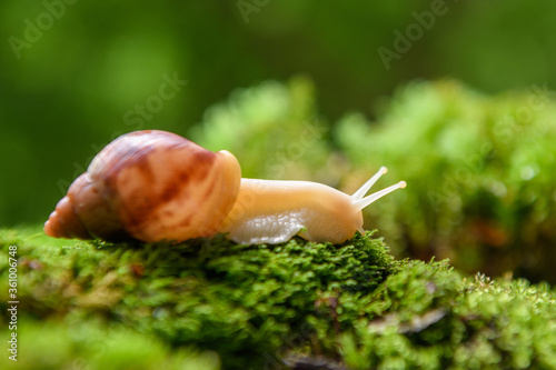 Giant snail (Achatina fulica) crawling on green moss