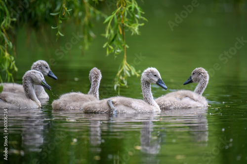 Fototapeta Naklejka Na Ścianę i Meble -  Five ygnets on summer day in calm water. Bird in the nature habitat