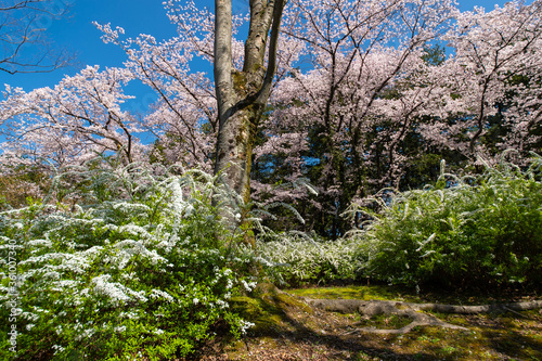 満開の桜の花とユキヤナギの花