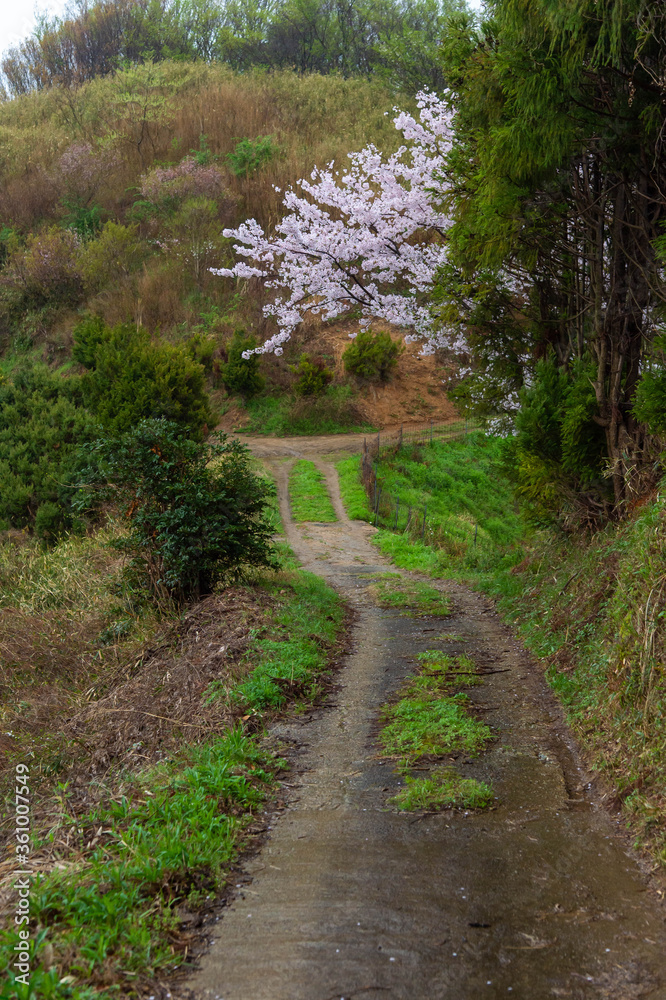 細い農道の先に咲いている桜 細い農道の先に咲いている桜