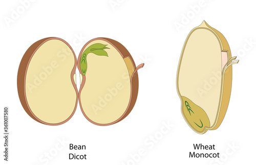 The structure of the seed in dicots and monocots