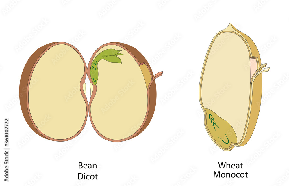 The structure of the bean and corn seed in dicots and monocots Stock