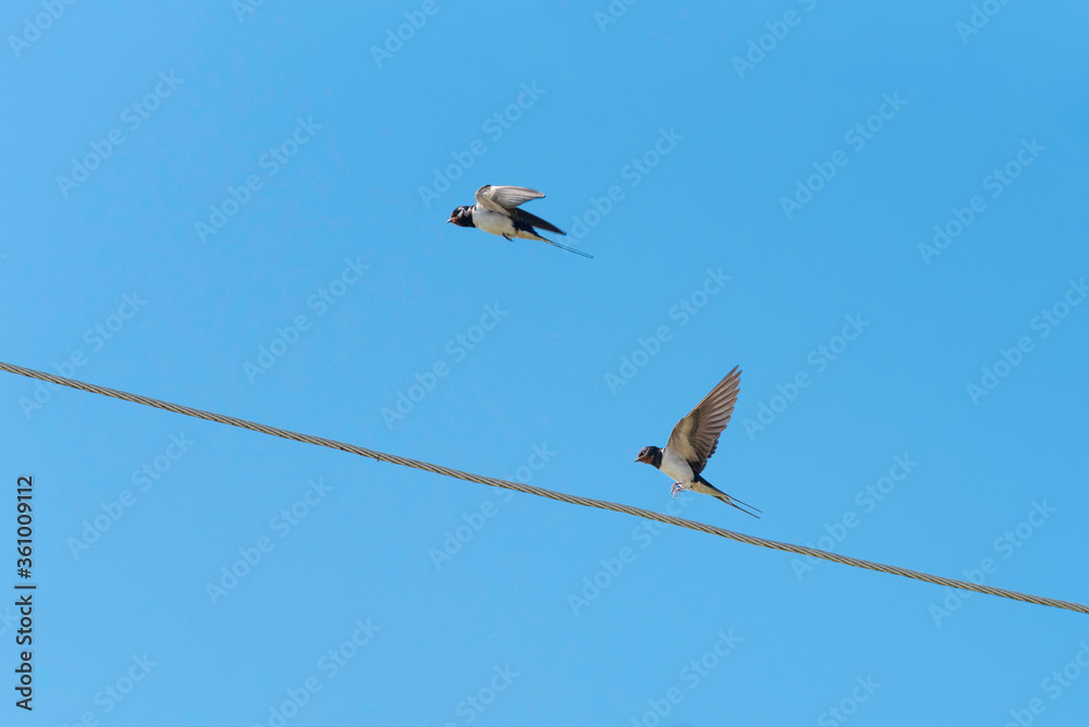 Barn swallows flying, Hirundo rustica, with blue sky as background. Flying together. Barn swallows flying, Hirundo rustica, with blue sky as background. Flying together.