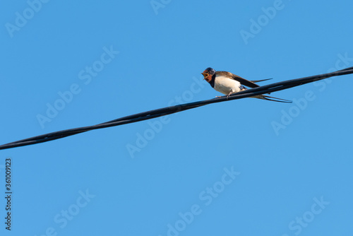 Barn swallow calling its chicken to fly, Hirundo rustica, with blue sky as background. © NCirmu