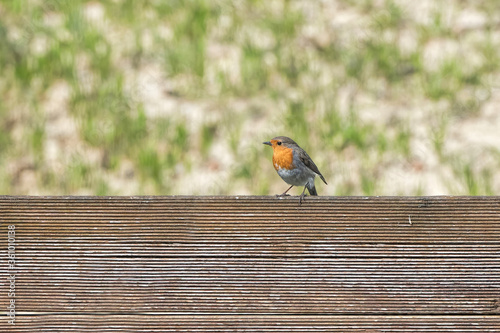 red robin on wooden palisade photo