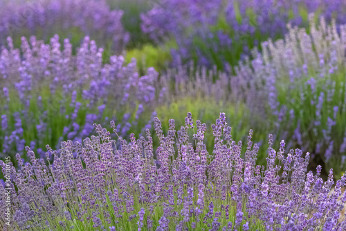 Lavender field in Provence  colorful landscape in spring 