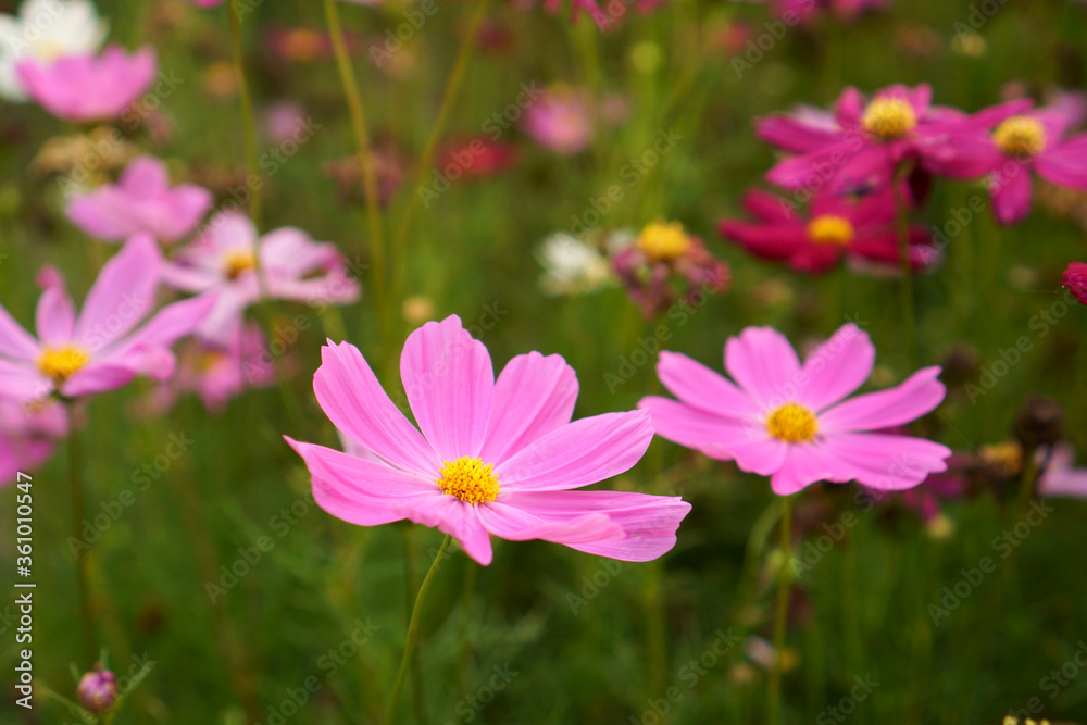 Pink petals of Cosmos flower blooming in garden Pink petals of Cosmos flower blooming in garden
