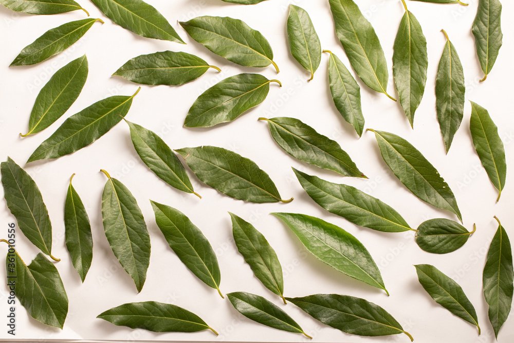 Fresh bay leaves background. Top view. Flat lay pattern Fresh bay leaves background. Top view. Flat lay pattern
