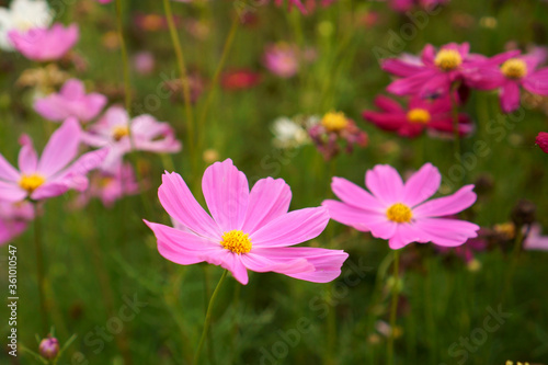 Pink petals of Cosmos flower blooming in garden