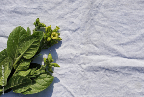 Flat lay of  Tobacco green leaf and flower on white rustic  linen tableclothtable as background  with copy space in minimal style, template for lettering, photo