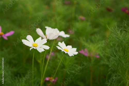 White petals of Cosmos flower blooming in garden