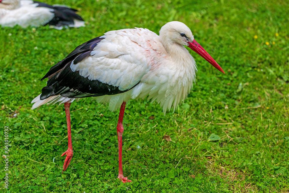 Storch - Adebar - Wiese - stehend