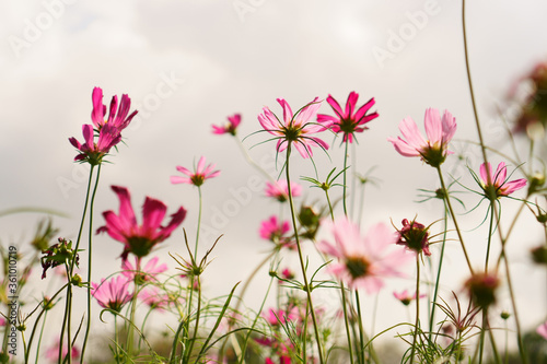 Wallpaper Mural Pink petals of Cosmos flower blooming in garden Torontodigital.ca