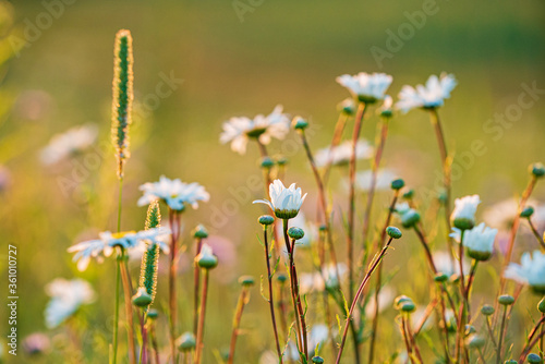 Photography summer filed with nice flowers