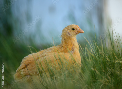 picture of a chicken in tall grass © Skyler