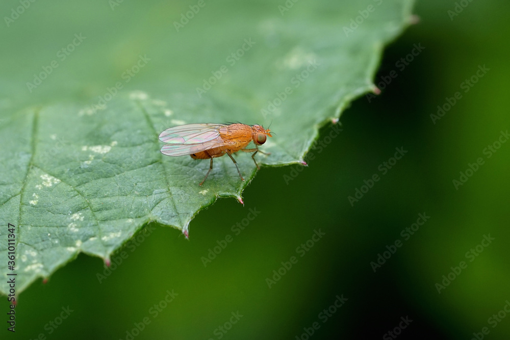 Nahansicht einer Baumfliege Nahansicht einer Baumfliege