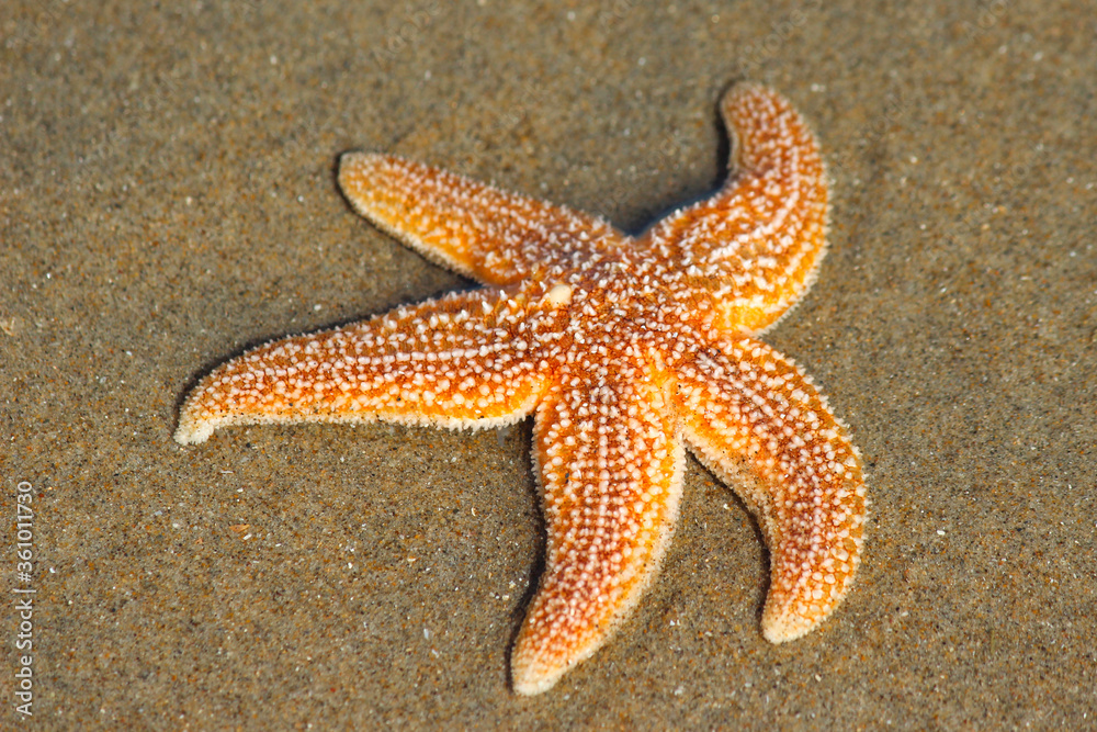 common sea star also common starfish (in german Gemeiner Seestern) Asterias rubens common sea star also common starfish (in german Gemeiner Seestern) Asterias rubens