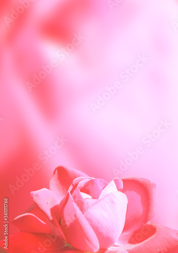 Romantic blurred vertical background with red rose