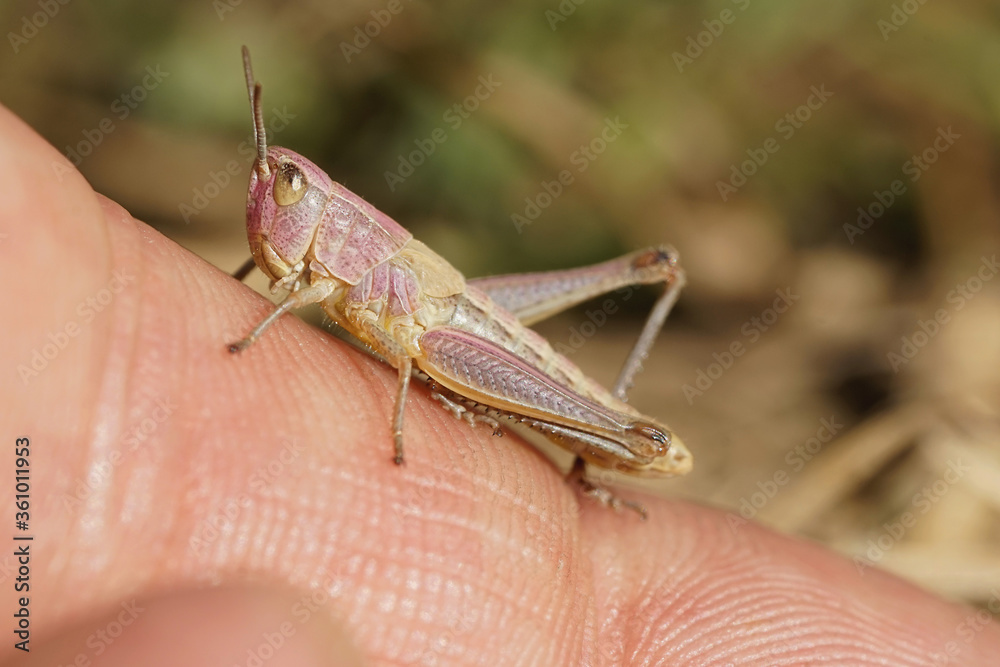Fototapeta premium Pink gelber Grashüpfer sitzt auf einen Finger