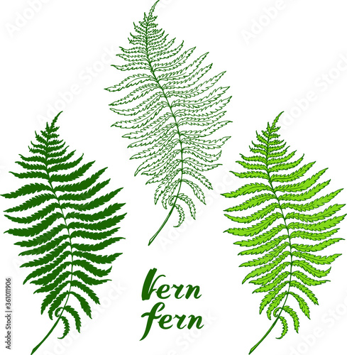 Vector green branch with leaves of fern . Hand drawn illustration. Isolated on white botanical elements for design: silhouette, linear, sketch style. © Svetlana