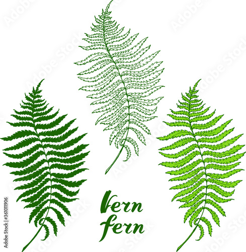 Vector green branch with leaves  of fern . Hand drawn illustration. Isolated on white botanical elements for design: silhouette, linear, sketch style. 