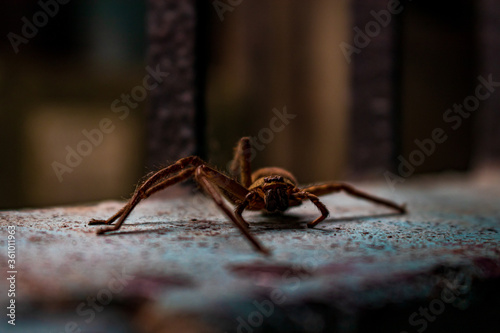 A little common house spider resting on a wall