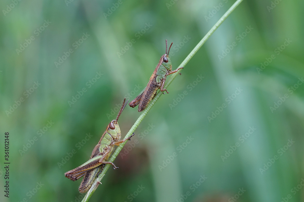 Zwei Grashüpfer auf einen Grashalm Zwei Grashüpfer auf einen Grashalm