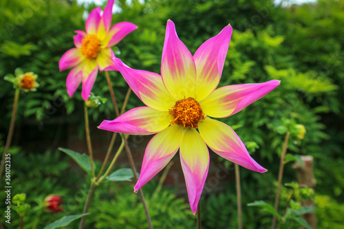 A pink and yellow dahlia in full bloom in an an english summer garden 